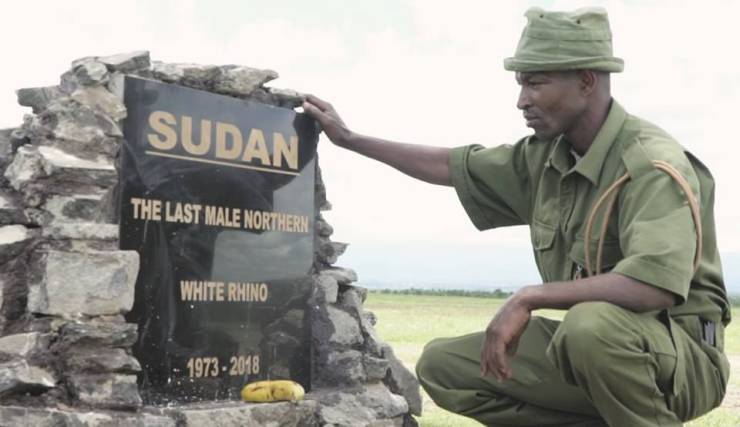 army - Sudan The Last Male Northern White Rhino .1973 2018