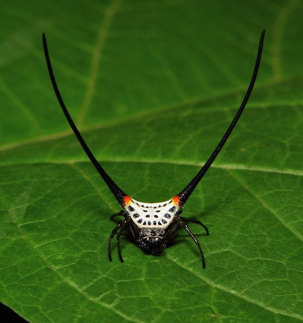 long horned orb weaver spider