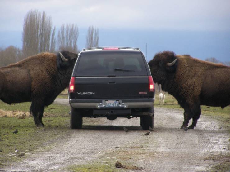 sequim animal park