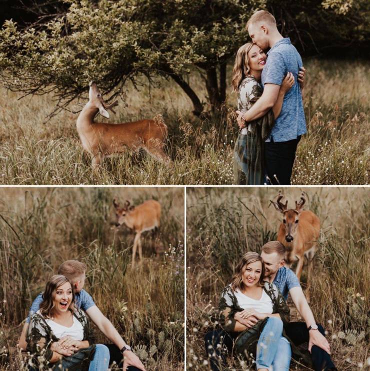 deer photobombs engagement