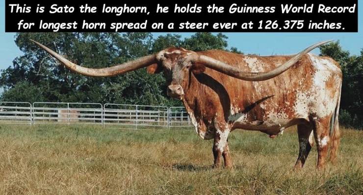 longhorn world record - This is Sato the longhorn, he holds the Guinness World Record for longest horn spread on a steer ever at 126.375 inches.