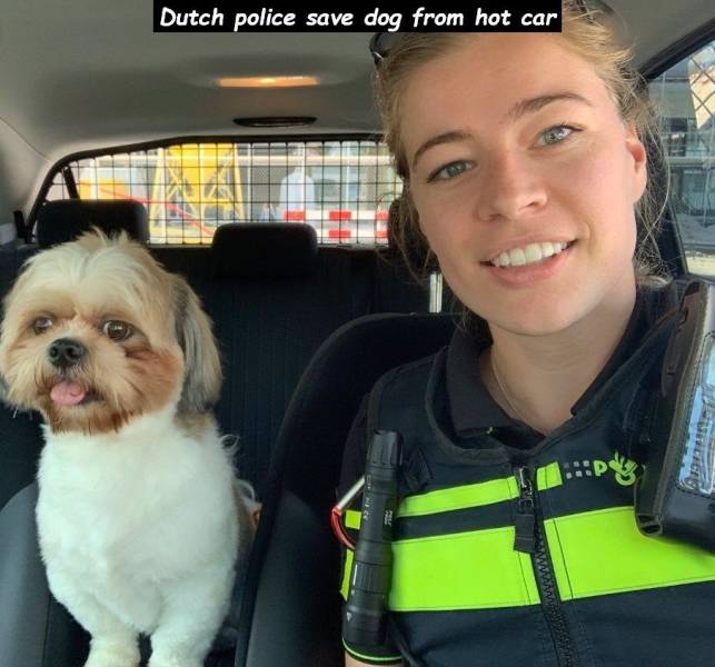 snout - Dutch police save dog from hot car Www