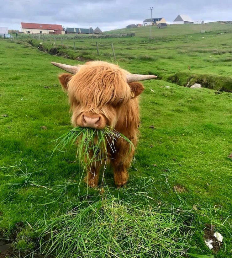 fluffiest cow