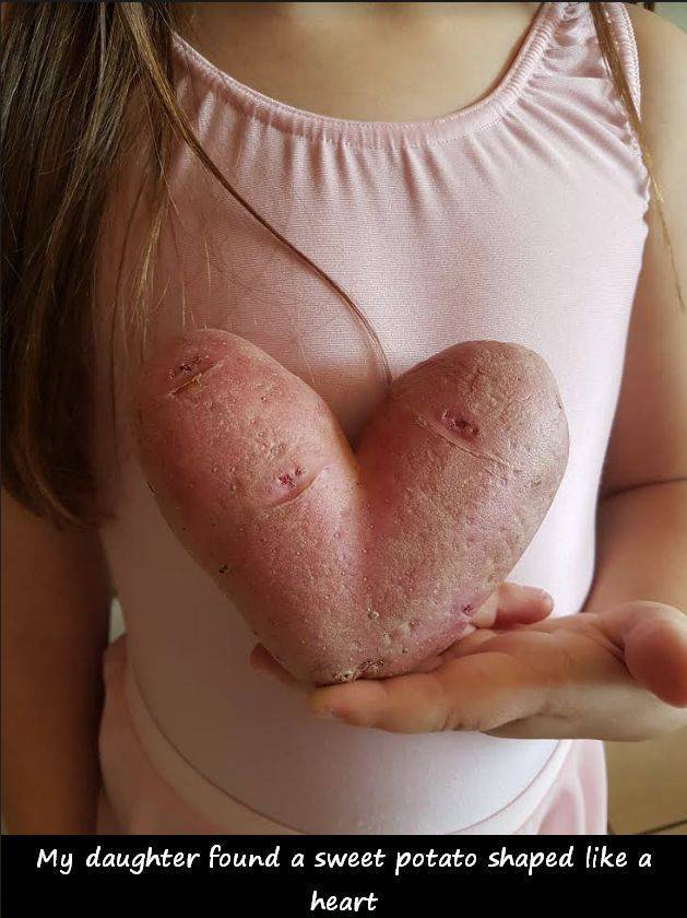 close up - My daughter found a sweet potato shaped a heart