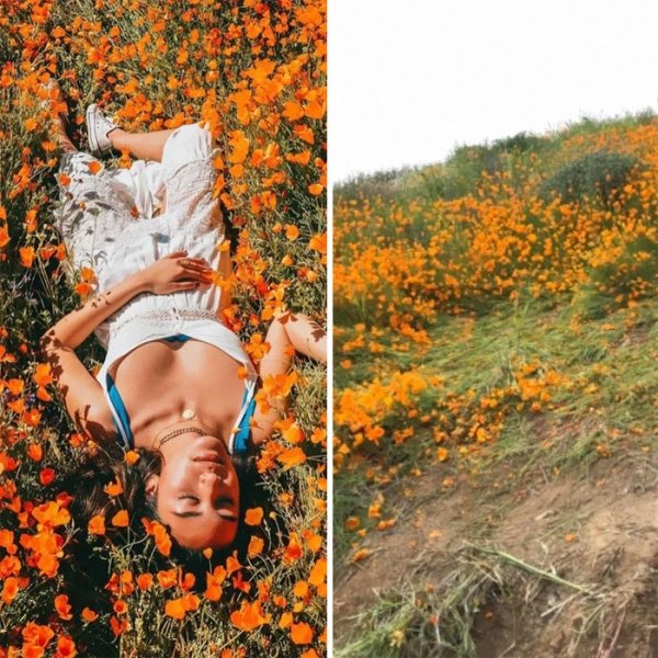 Instagram vs Reality - instagram vs reality flowers