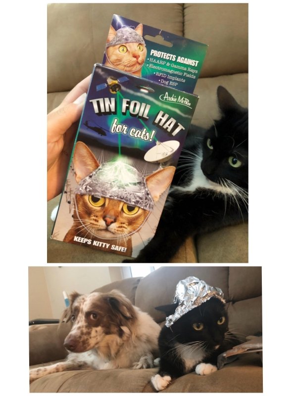 photo caption - Protects Against Haarp & Gamma Rays Electromagnetic Fields Rfid Implants Dor Esp Archie Metrie Tin Foil Ha for cats! Keeps Kitty Safe!