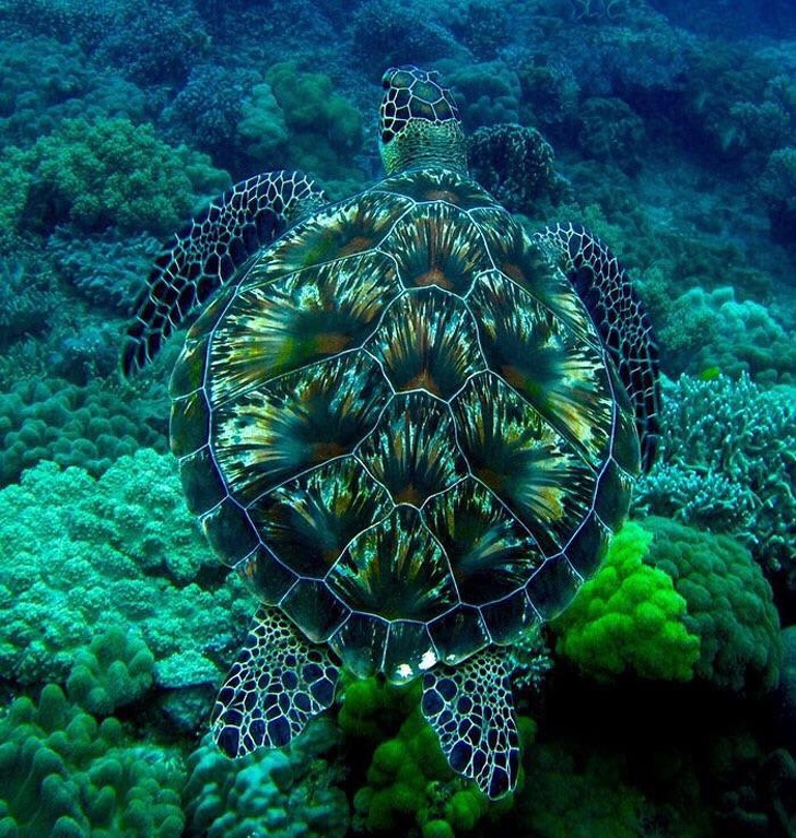 This shimmering green sea turtle reminds us of a trunk of treasure!