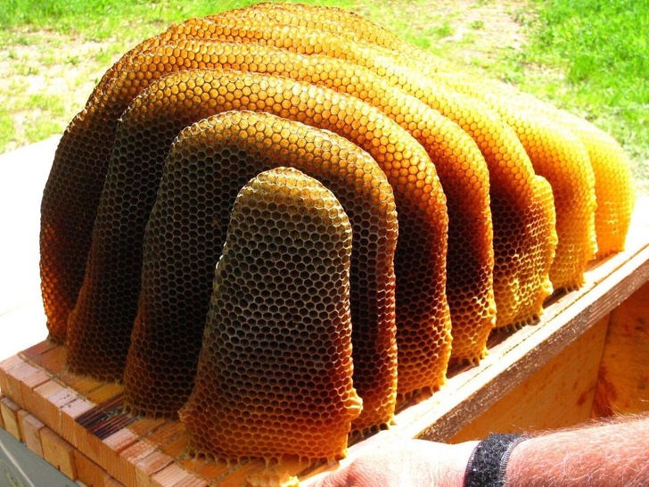 A honeycomb that accurately illustrates the word “perfection”