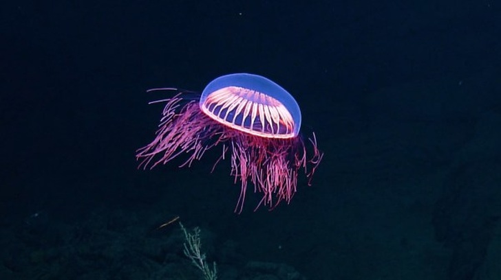 Enchanting deep sea jellyfish