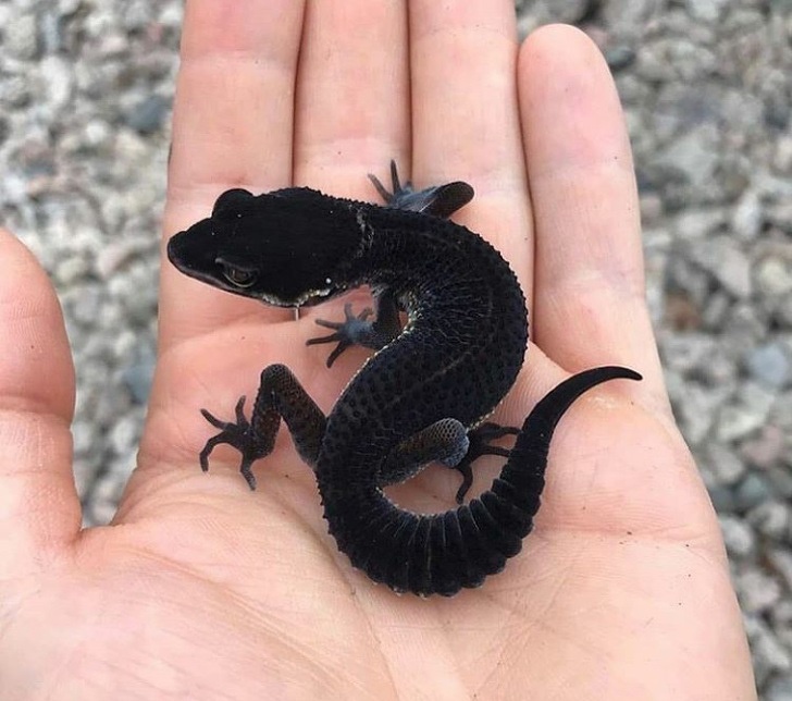 Black velvet gecko
