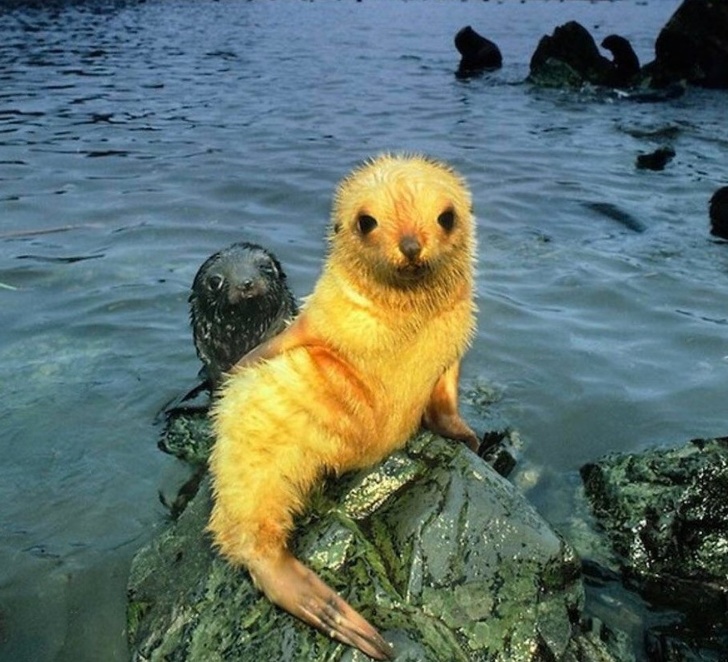 A blonde seal pup
