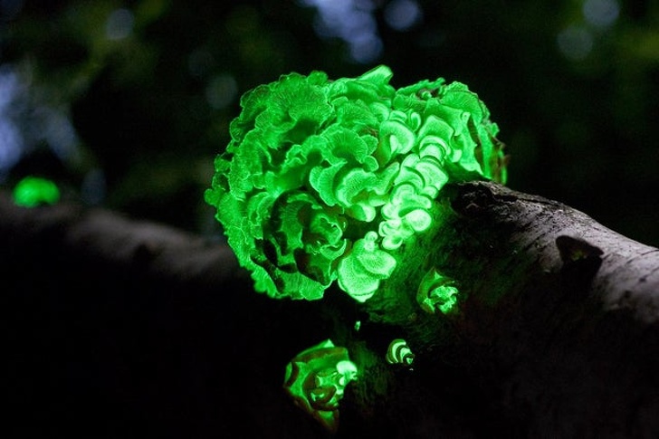A fungus that emits green light through bioluminescence