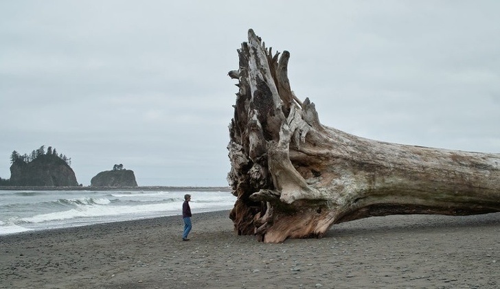 Giant 196-foot (60-meter) driftwood that washed up on the beach