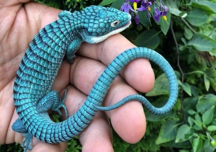 A teeny-tiny dragon lizard!