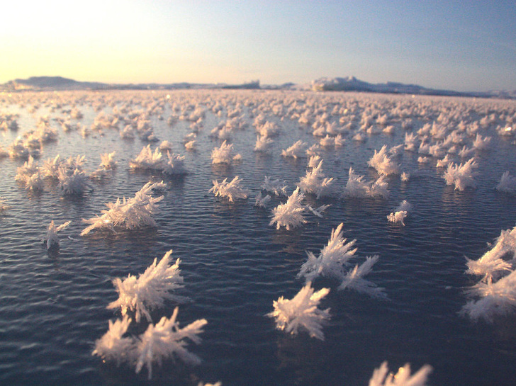 Frost flowers on the surface of the sea