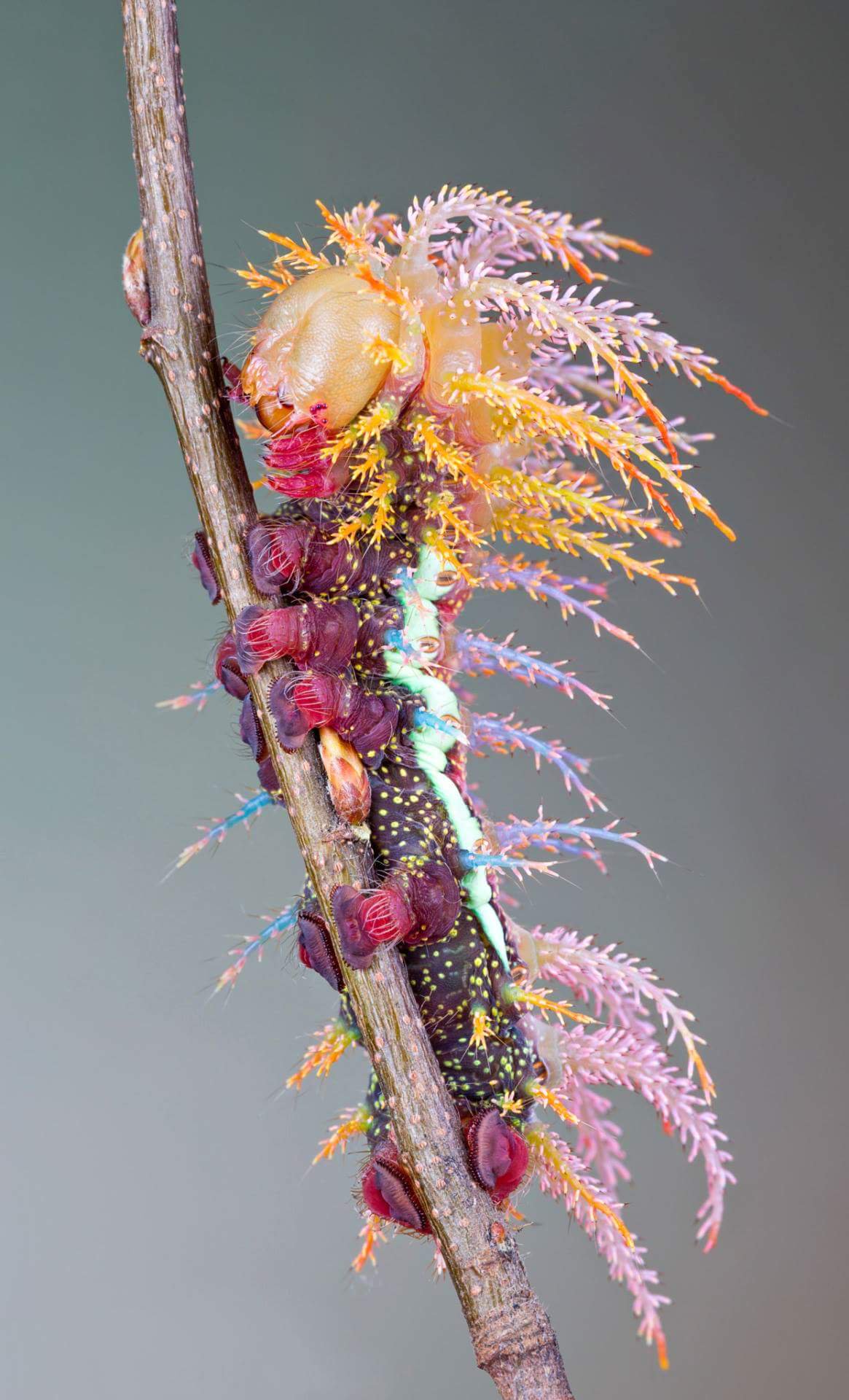 A Saturniidae moth’s caterpillar looks like a rare pokémon!