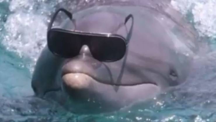 dolphin glasses