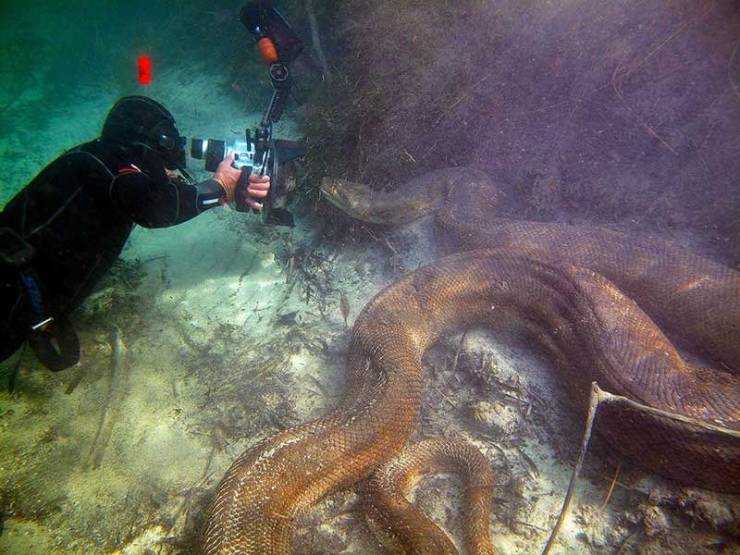 anaconda underwater