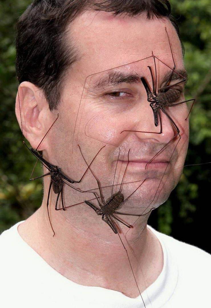 whip scorpion on face