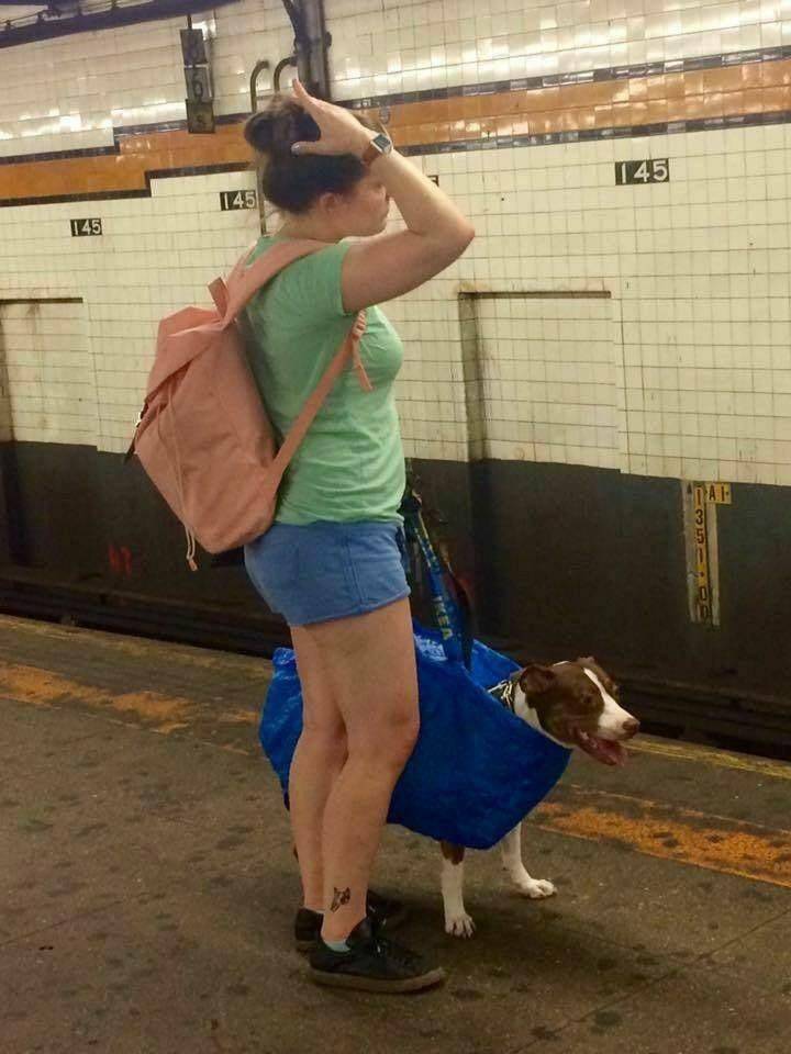 subway dogs in bags