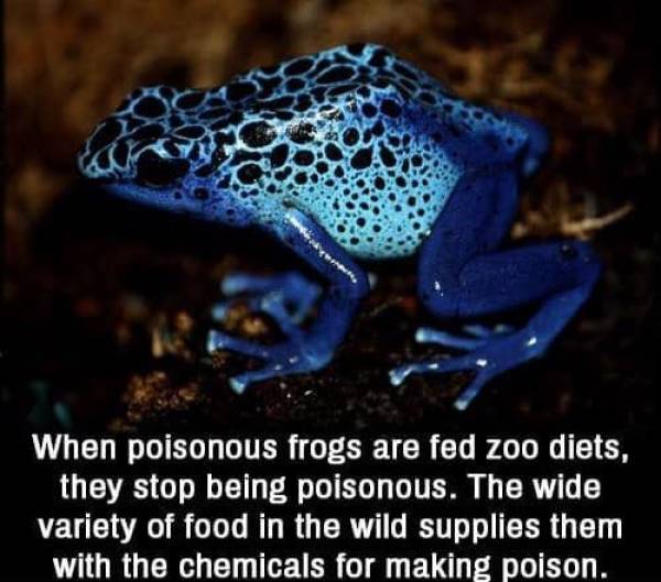 small poisonous frogs - When poisonous frogs are fed zoo diets, they stop being poisonous. The wide variety of food in the wild supplies them with the chemicals for making poison.