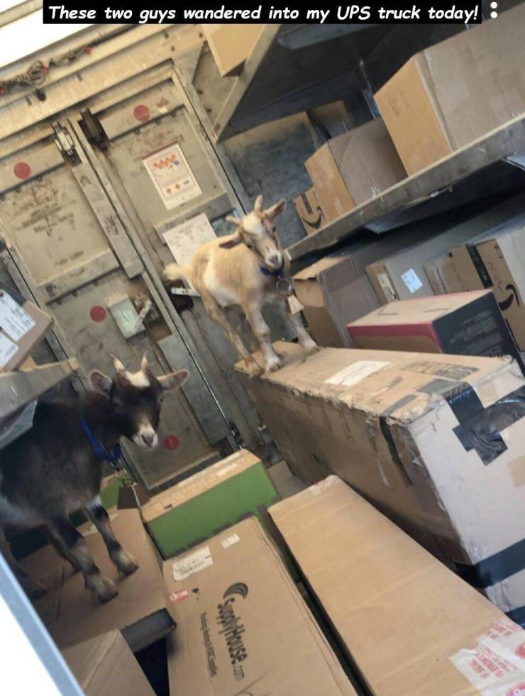 floor - These two guys wandered into my Ups truck today!