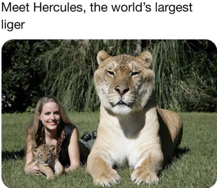 biggest cat in the world - Meet Hercules, the world's largest liger