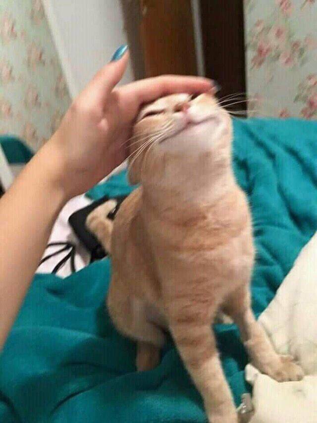 happy cat being pet meme