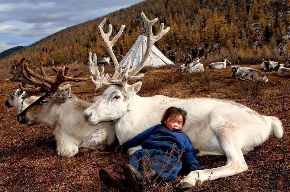 child sleeping with reindeer