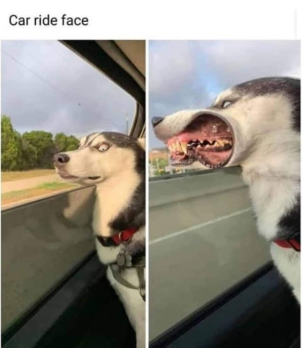 Husky - Car ride face
