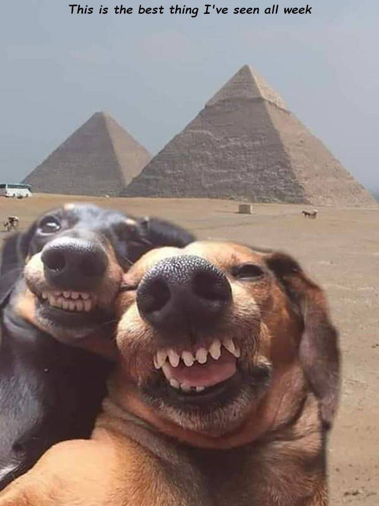 if dogs took selfies - This is the best thing I've seen all week