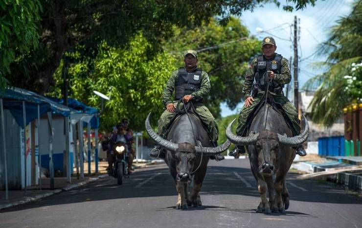 brazil police on buffalo