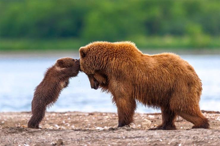 bear cub and mama