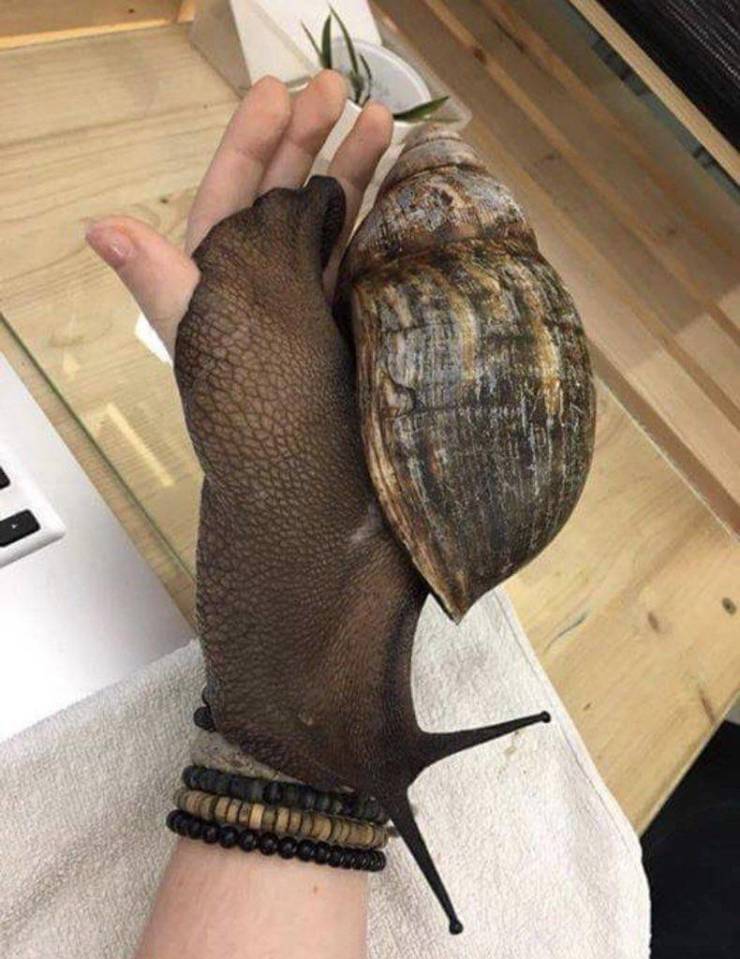 biggest snail
