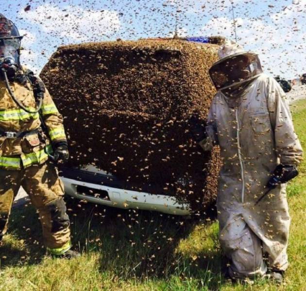 beekeeper car