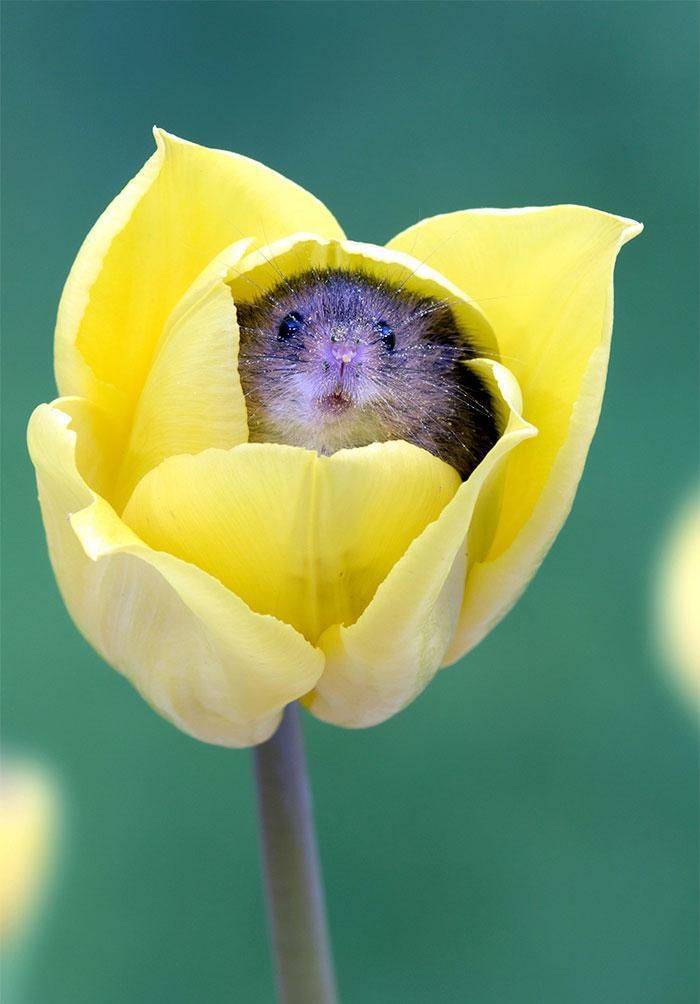 pollen mouse