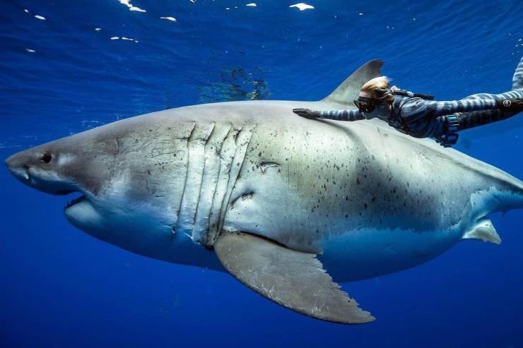 cool biggest great white shark - e