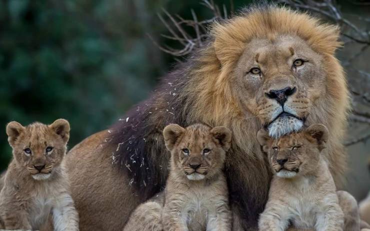 cool lion dad with cubs