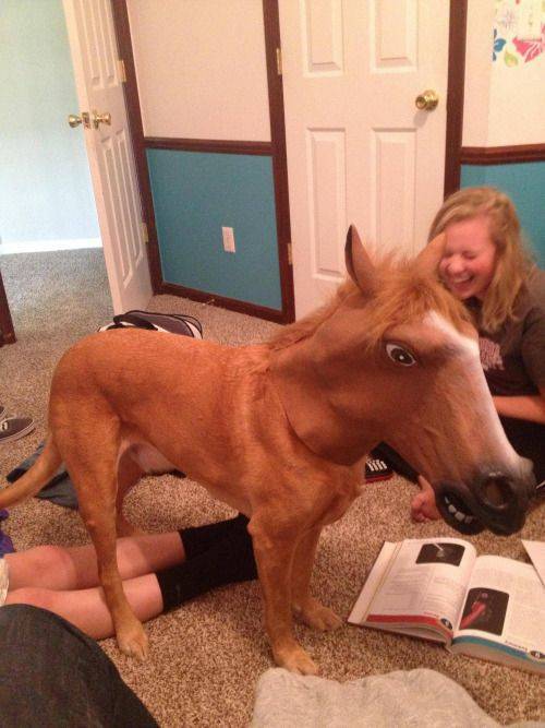 sex with horse mask