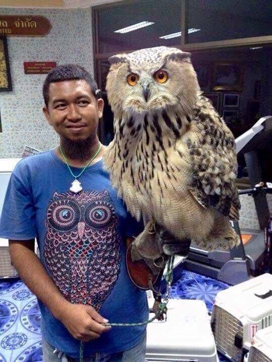 huge eagle owl - Beo On