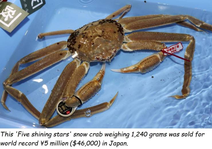 dungeness crab - Dom This 'Five shining stars' snow crab weighing 1,240 grams was sold for world record 5 million $46,000 in Japan.