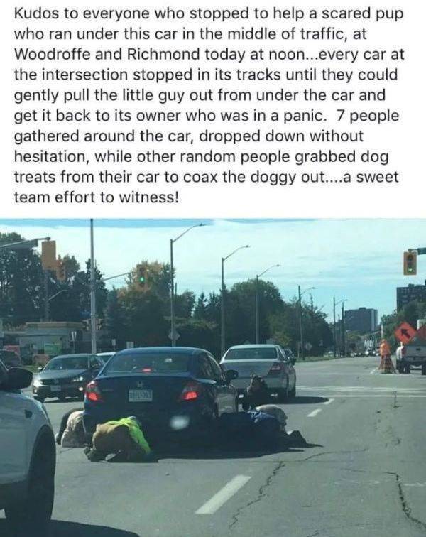 lane - Kudos to everyone who stopped to help a scared pup who ran under this car in the middle of traffic, at Woodroffe and Richmond today at noon...every car at the intersection stopped in its tracks until they could gently pull the little guy out from u