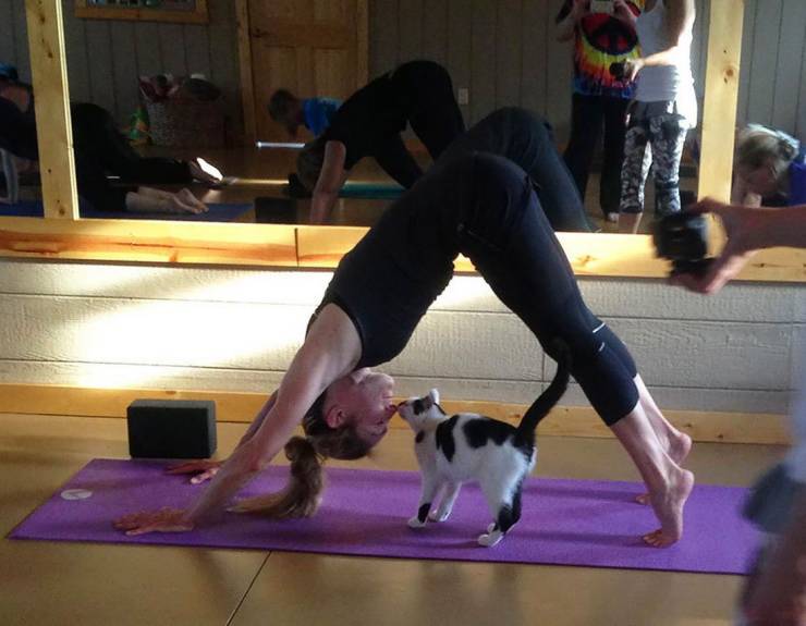 cats and yoga