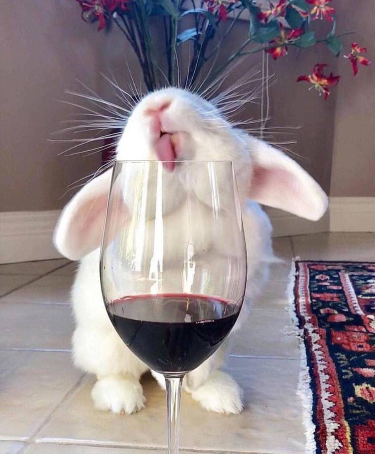 bunny wine
