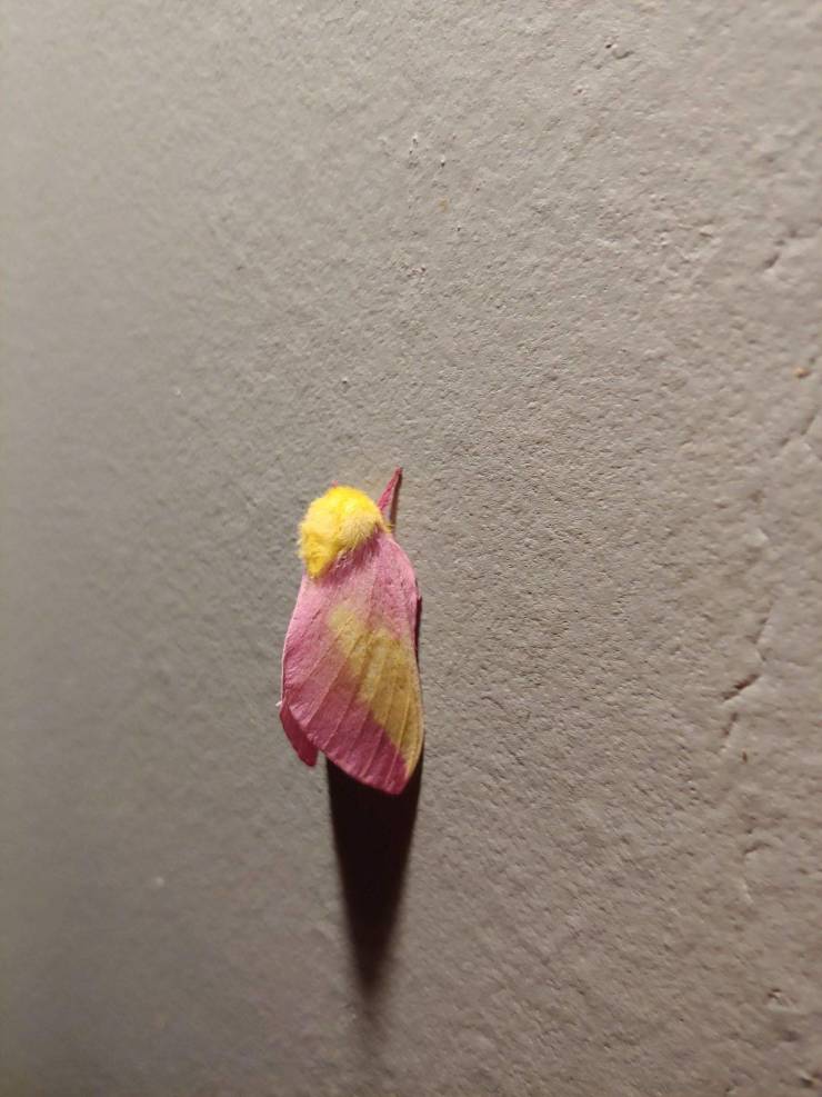 pink puss moth