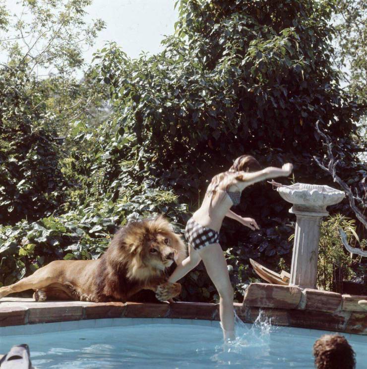 lion in pool