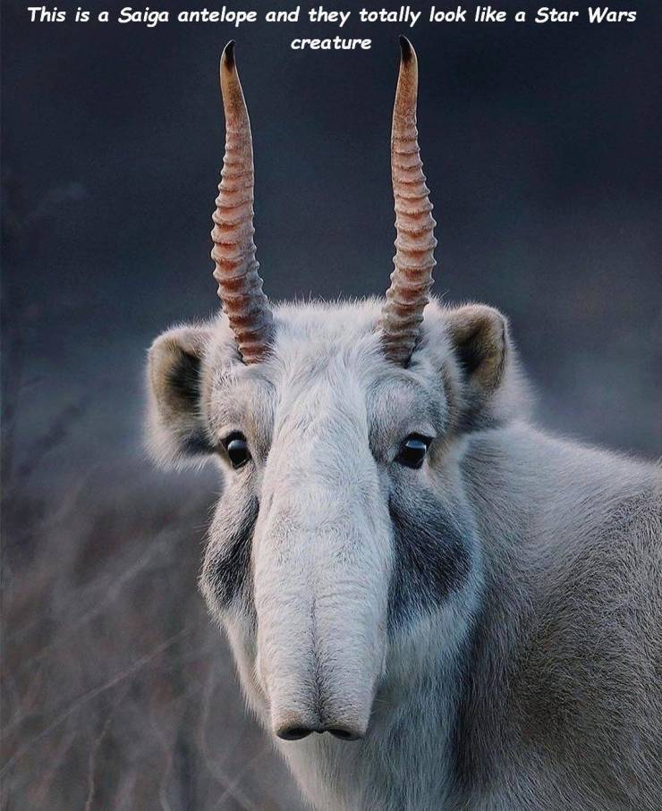 rare animals - This is a Saiga antelope and they totally look a Star Wars creature