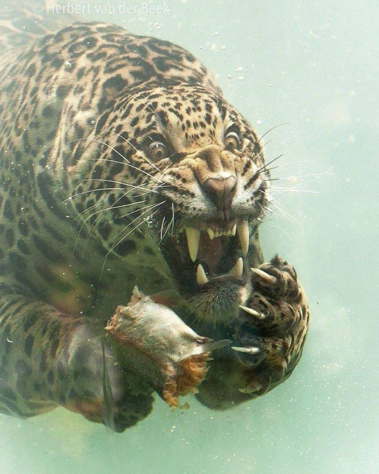 jaguar swimming