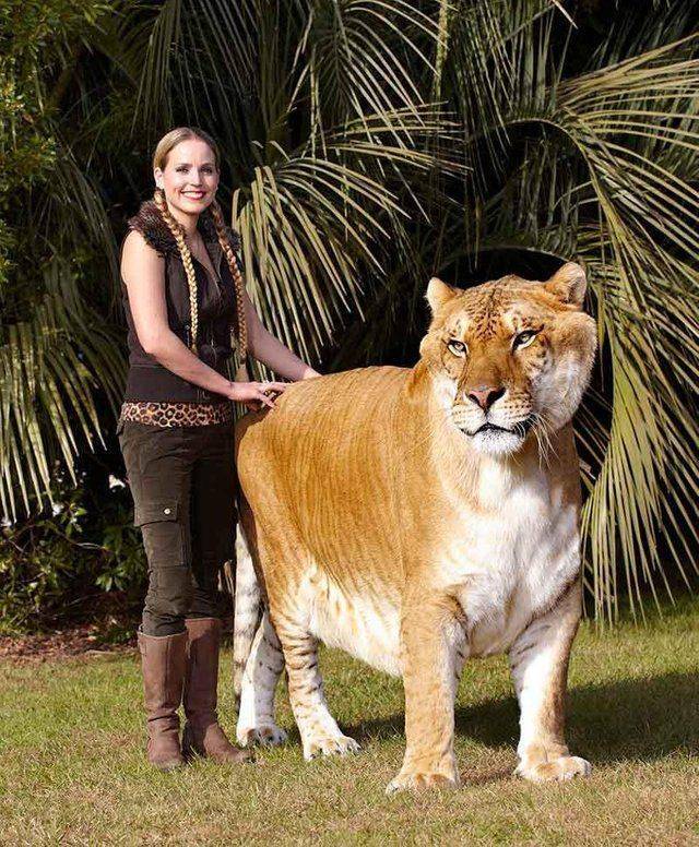 biggest cat in the world - Sa