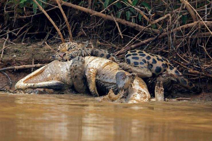 jaguar caiman - Chris Brunskill